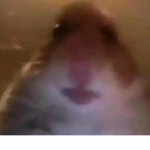 Holaaaasss vendo pets