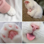 Los Gatitos Lol :D