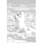 The Polar Puffs