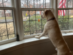 Millie’s Friend