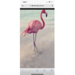 Flamingo ;)