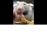 THE amzing MOLE rats!!!! Yas