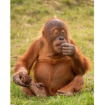 Gang of monke