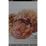 TALK WITH PUPPY FANS!