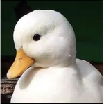 Łę Frįęñdš grøûp øf Mûffįñ
