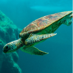 Association Of Turtles Hub