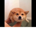 AngeI_Cinnamon