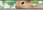 Bun done