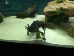 My axolotl shadow