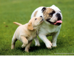 Cute power puppies