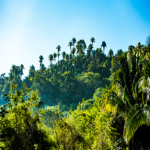 Jungle Of The Monkeys