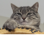 The medicine cat cult