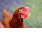 Some Random Chickens