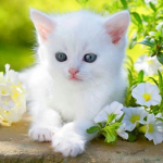 Kittens Rulez