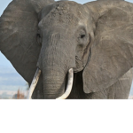 The elephant city