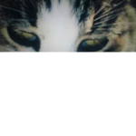 -yes-