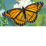 Butters and flys United