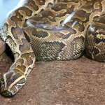 African Rock Python Studios