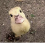Little cute duckies