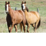 Gallop with the stars