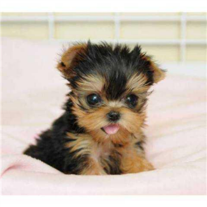 CUTE DOG Roblox decal