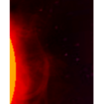 Sundewclan