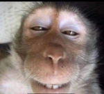-Monkey Bunch-