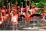 flamingi yo