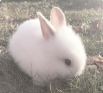 *-.Dark-Bunnies.-*