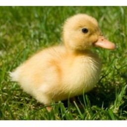 ducks 2