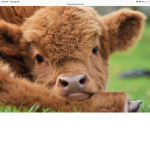 Amazing cows