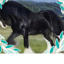 { Oakville Equestrian Stables 2 }