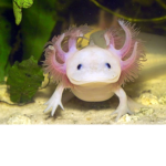 Axolotl rescue center
