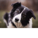 La team chiens