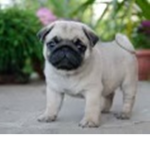 jeokalpug