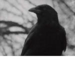 The goth crow