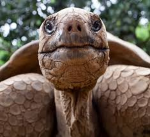 Tortoise Society