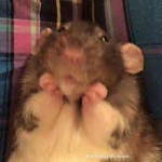 Freedom 4 rats