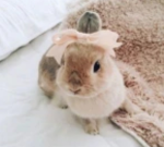 Glorxhallie