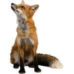 Da fox army