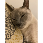 CatSquadxx