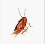 roach fest