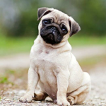 Yoda and Emily pug Store