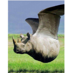The flying Rhino