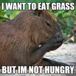 Capybara Colony