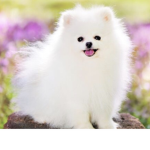 *THE POM POM ARMY*