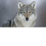 The W0lf Pack!