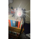 wet rat club
