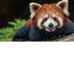 (Panda Nation) We need more pandas :3