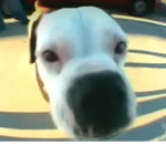 Dogs idk